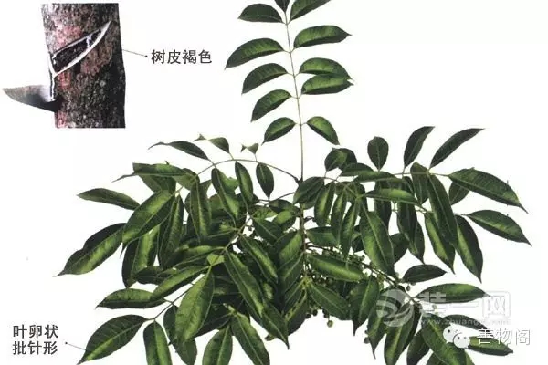 漆強(qiáng)油漆學(xué)堂講解.jpg